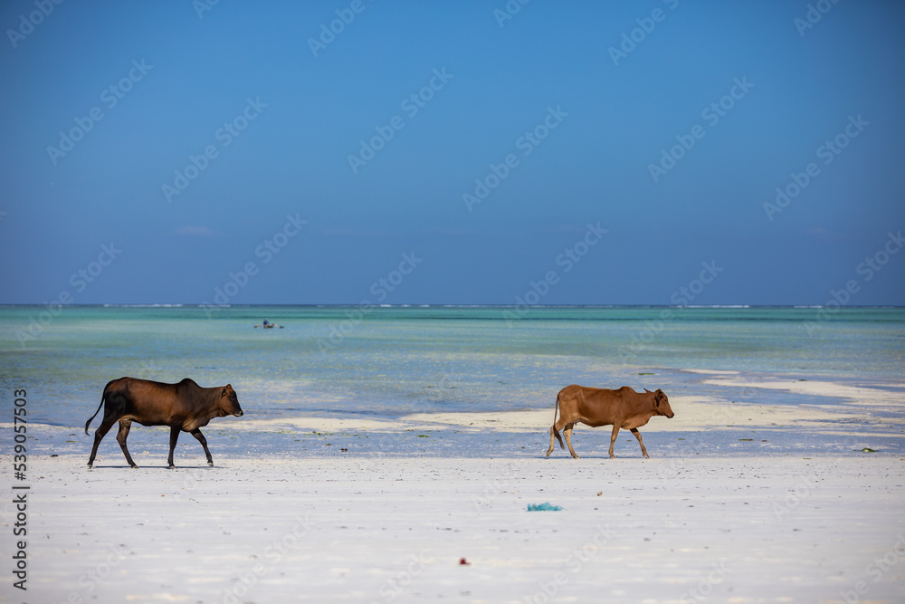 Young cows walking on a beautiful beach along the ocean Young cows walking on a beautiful beach along the ocean