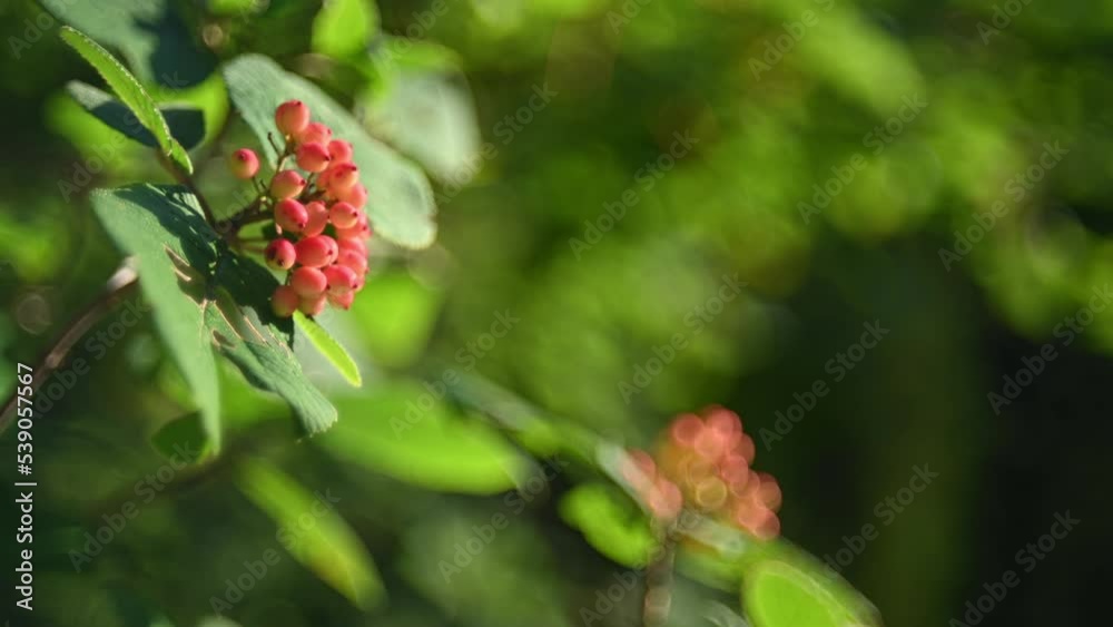 Red fruits and green leaves move in the wind in the evening sunlight Red fruits and green leaves move in the wind in the evening sunlight