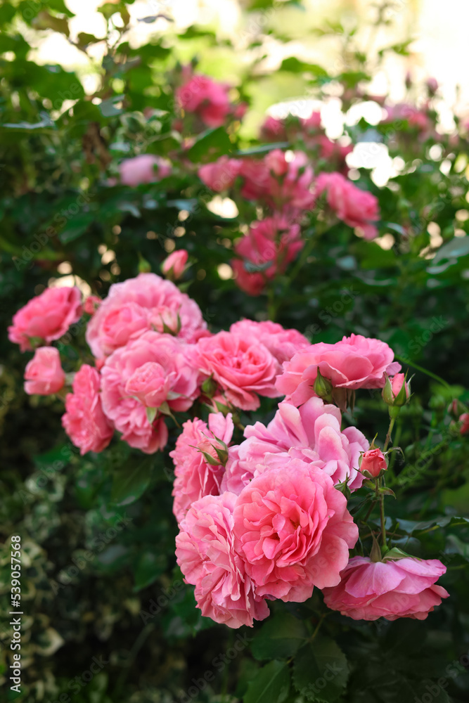 Beautiful blooming rose bush outdoors on sunny day