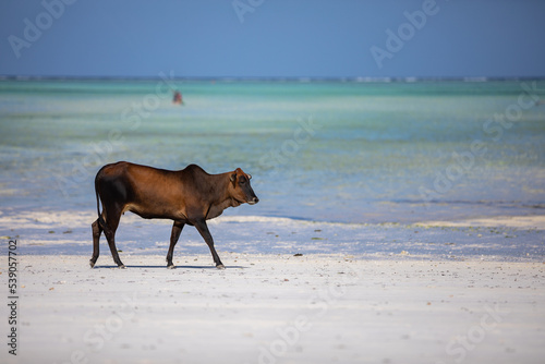Young cow walking on a beautiful beach along the ocean