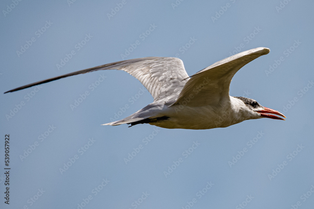 Obraz premium Tern in flight