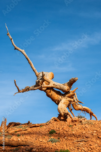 Weathered and Gnarled Tree Trunk Stands Like a Sculpture Against Blue Sky © kellyvandellen