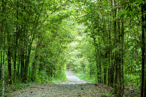 Scenic peaceful walk path with bamboo trees jungle on both sides