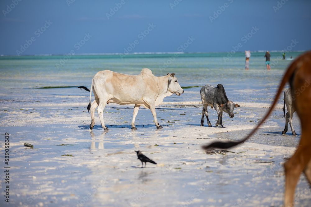 cows play on the beach near the water