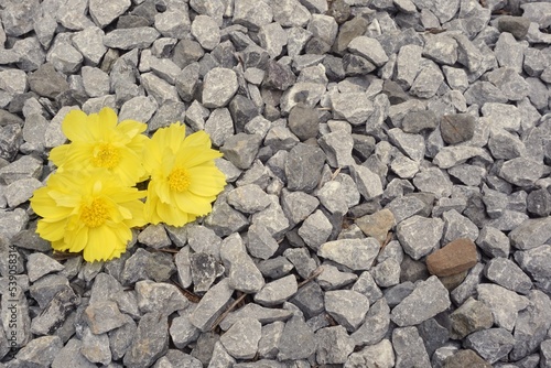 yellow flower on stones