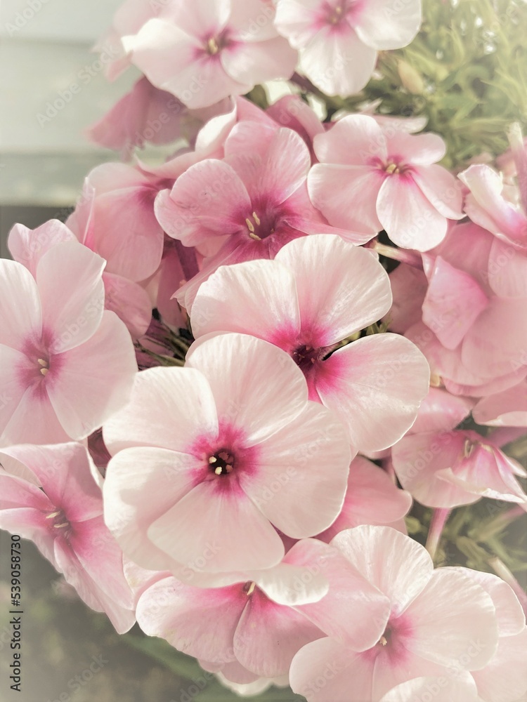 pink and white flowers pink and white flowers