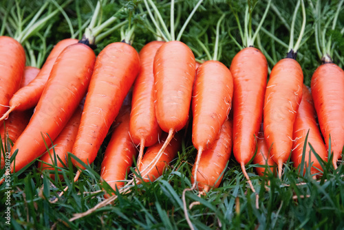 Fresh carrots on green grass, harvested root vegetables in organic garden