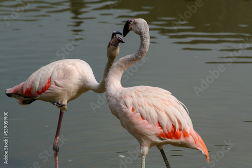 Two flamingos stanging in a pond photo