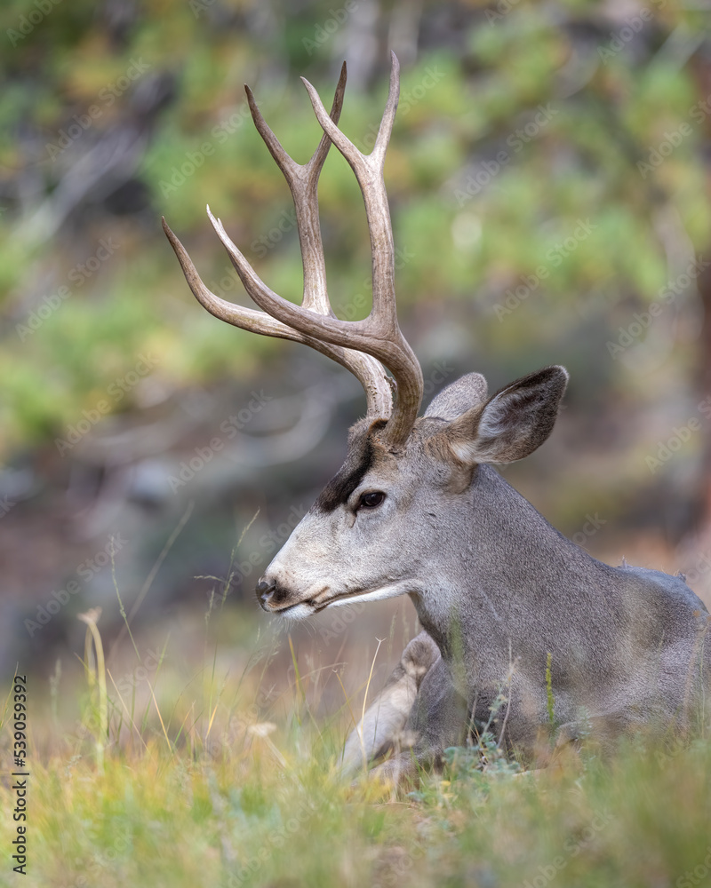 Mule Deer Buck Mule Deer Buck