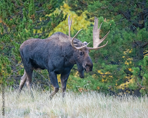 A Bull Moose during fall