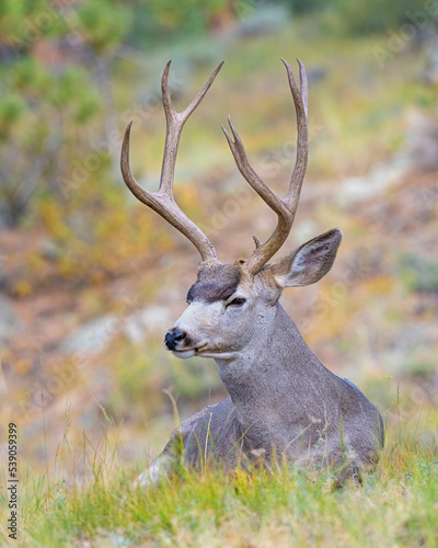 Mule Deer Buck © David McGowen