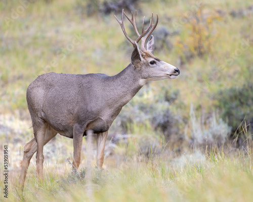 Mule Deer Buck © David McGowen