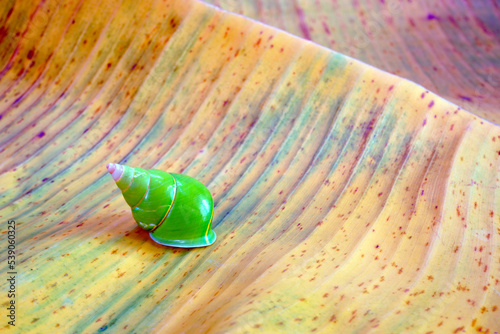 Emerald green snail or Green tree snail (Papustyla pulcherrima) from rain forest of Manus Island in Papua New Guinea, endangered species, extremely rare and protected. Selective focus photo