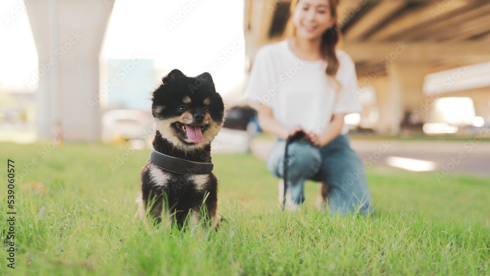 Happy young asian woman playing and sitting on grass in the park with her dog. Pet lover concept Happy young asian woman playing and sitting on grass in the park with her dog. Pet lover concept