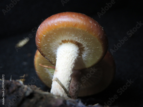 Leratiomyces ceres - Redlead roundhead
 photo