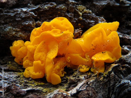 Dacrymyces chrysospermus - Orange Witch's Butter photo