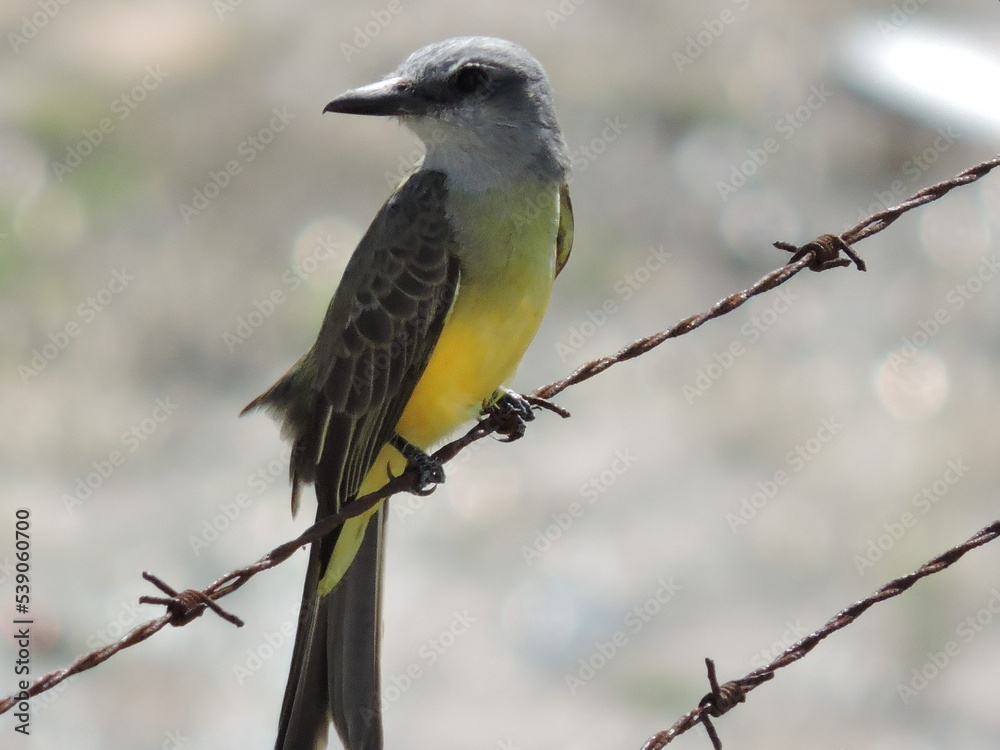 Fototapeta premium Tropical Kingbird (Tyrannus melancholicus) perched attentively around it