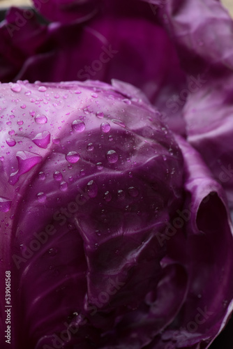 Washed fresh red cabbage leaves. Red cabbage leaves with water drops.