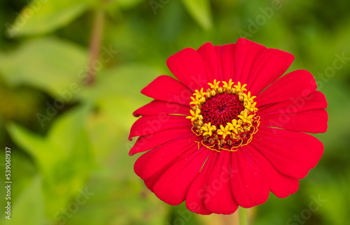 Red flowers, yellow stamens...