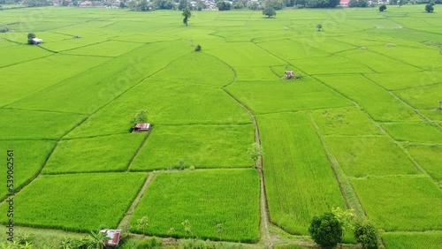 Image of beautiful Terraced rice field in water season and Irrigation from drone,Top view of rices paddy field,nan,thailand