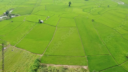 Image of beautiful Terraced rice field in water season and Irrigation from drone,Top view of rices paddy field,nan,thailand