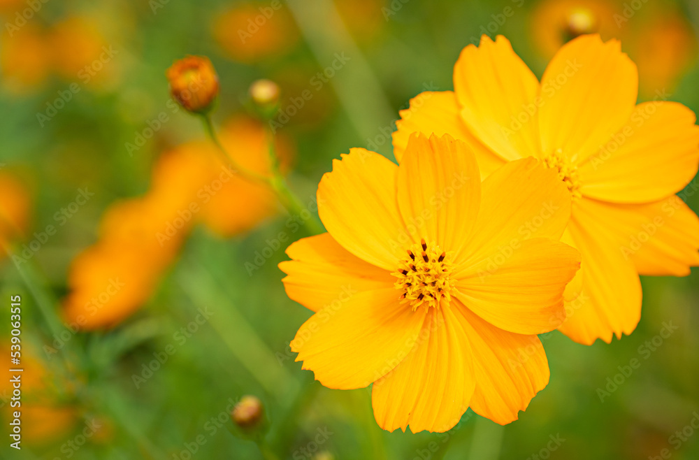Cosmos yellow flower stamens yellow-black Blurred green background with leaves. outdoor fresh flowers Cosmos yellow flower stamens yellow-black Blurred green background with leaves. outdoor fresh flowers