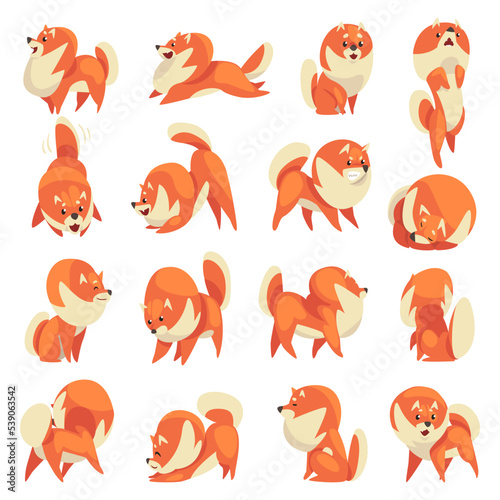 Cute Spitz as Domestic Dog Breed with Thick Fur Big Vector Set