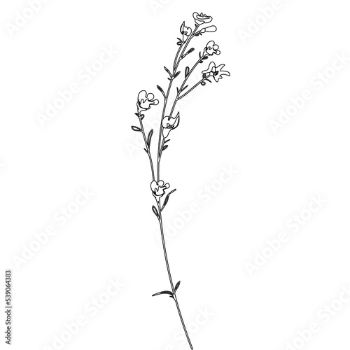 Outline Flower on Branch with Leaves. Floral Illustration. Hand drawn continuous line wild elegant herb. Modern botanical rustic greenery. © Marharyta
