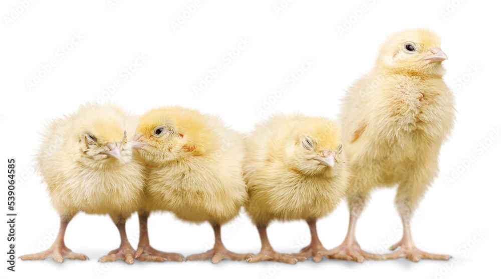 Cute little chickens on white background