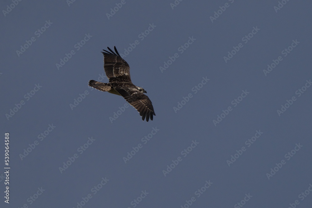 Obraz premium 飛翔するミサゴ