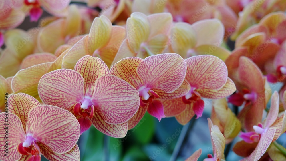 The beautiful color of the moon orchid or Moth orchid also known as the Phalaenopsis orchid ...