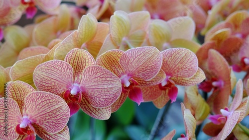 The beautiful color of the moon orchid or Moth orchid also known as the Phalaenopsis orchid.  This type of orchid has various types and beautiful colors and is one of the national flowers of Indonesia