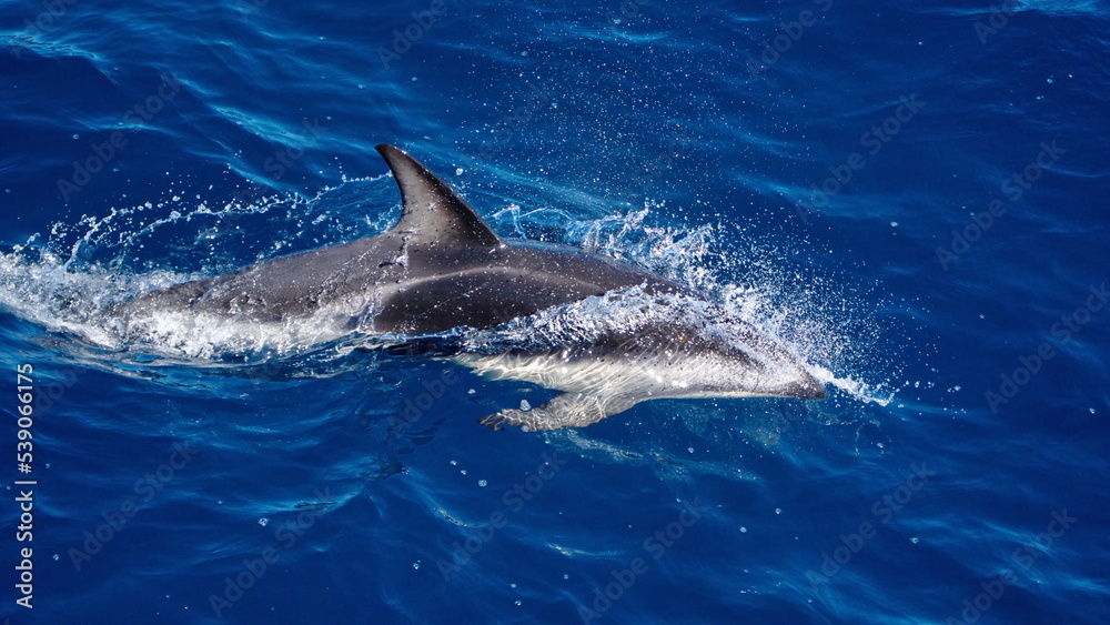 Fototapeta premium Dusky dolphin (Lagenorhynchus obscurus) in the Atlantic Ocean, off the coast of the Falkland Islands