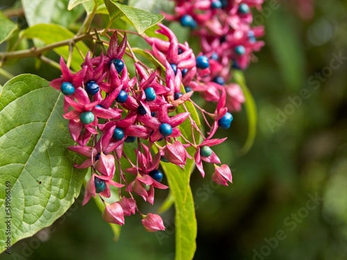 Harlequin glorybower (Clerodendrum trichotomum) fruiting in the early fall photo