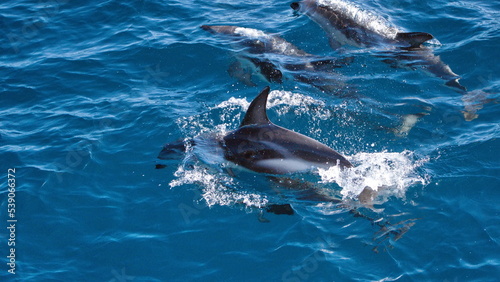 Dusky dolphins (Lagenorhynchus obscurus) in the Atlantic Ocean, off the coast of the Falkland Islands © Angela