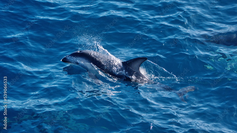 Naklejka premium Dusky dolphin (Lagenorhynchus obscurus) in the Atlantic Ocean, off the coast of the Falkland Islands
