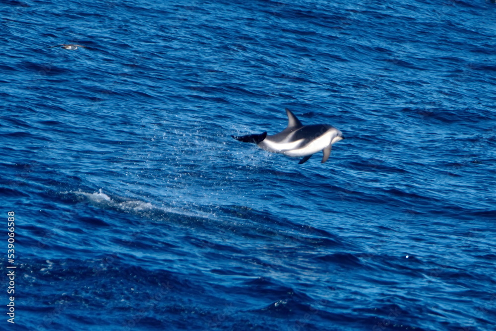Fototapeta premium Dusky dolphin (Lagenorhynchus obscurus) jumping out of the water in the Atlantic Ocean, off the coast of the Falkland Islands