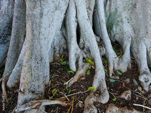 Wallpaper Mural Trunk and buttress roots of a Moreton Bay Fig tree at Redland Bay, Queensland, Australia  Torontodigital.ca