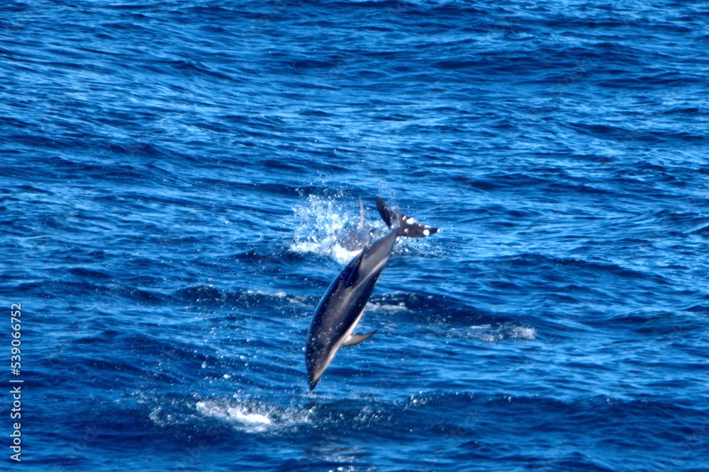 Obraz premium Dusky dolphin (Lagenorhynchus obscurus) jumping out of the water and flipping in the Atlantic Ocean, off the coast of the Falkland Islands
