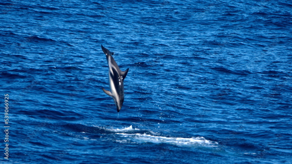 Dusky dolphin (Lagenorhynchus obscurus) jumping out of the water and flipping in the Atlantic Ocean, off the coast of the Falkland Islands Dusky dolphin (Lagenorhynchus obscurus) jumping out of the water and flipping in the Atlantic Ocean, off the coast of the Falkland Islands
