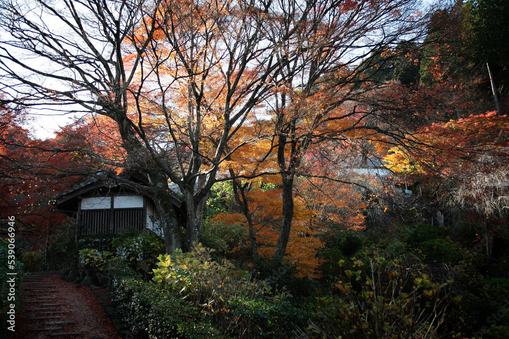 紅葉に染まる京都、静かな秋の風景
