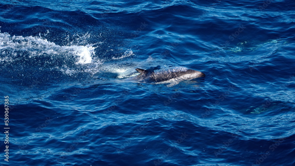 Obraz premium Dusky dolphins (Lagenorhynchus obscurus) in the Atlantic Ocean, off the coast of the Falkland Islands
