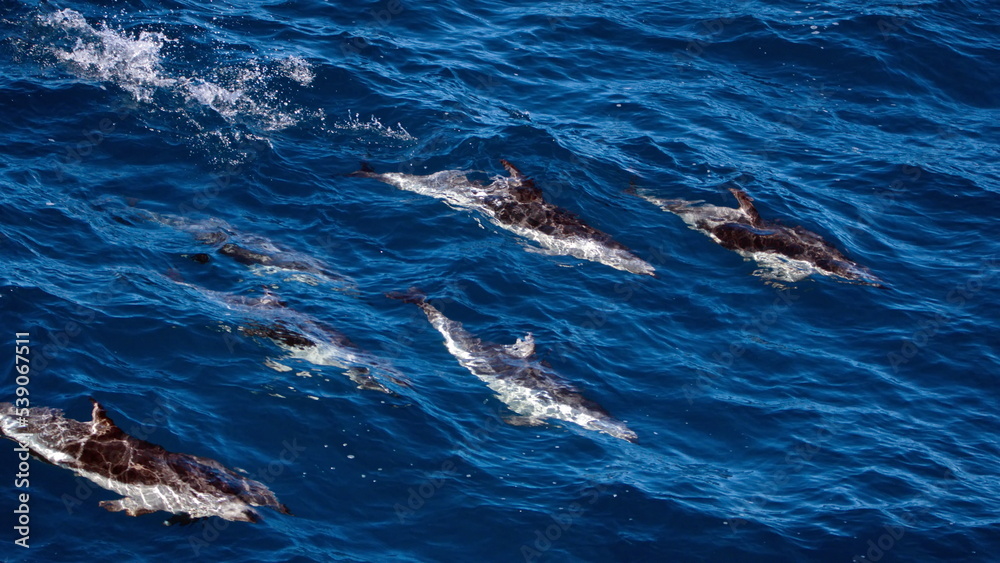 Naklejka premium Dusky dolphins (Lagenorhynchus obscurus) in the Atlantic Ocean, off the coast of the Falkland Islands