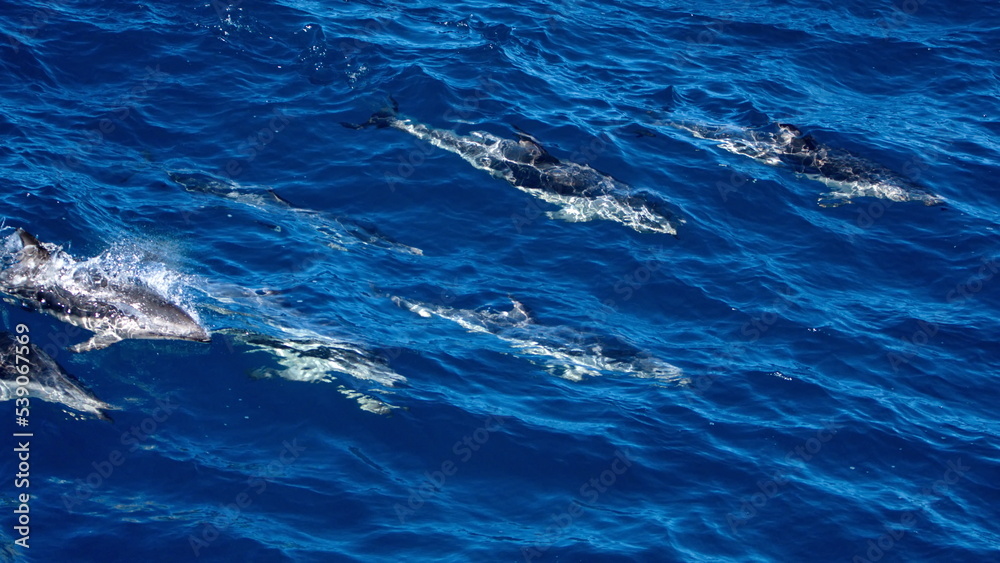 Dusky dolphins (Lagenorhynchus obscurus) in the Atlantic Ocean, off the coast of the Falkland Islands Dusky dolphins (Lagenorhynchus obscurus) in the Atlantic Ocean, off the coast of the Falkland Islands