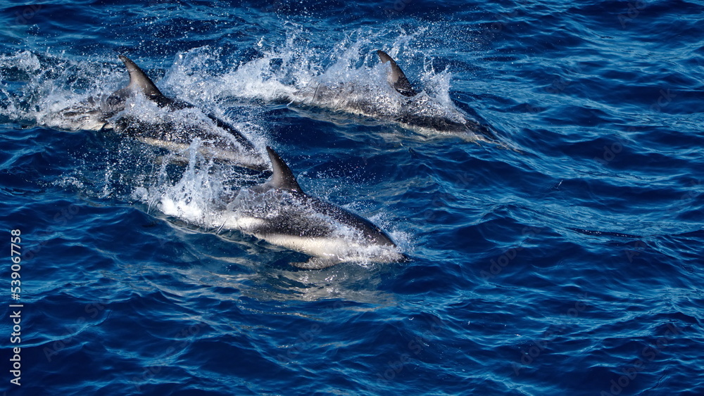 Naklejka premium Dusky dolphins (Lagenorhynchus obscurus) in the Atlantic Ocean, off the coast of the Falkland Islands