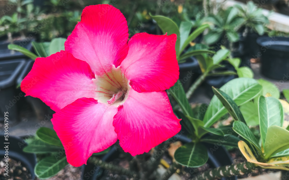 Obraz premium Single adenium pink bloom. Closeup desert rose flower. Beautiful tropical blossom shot. Pink adenium garden macro view. Single flower desert rose photo. Tropical flower single close up