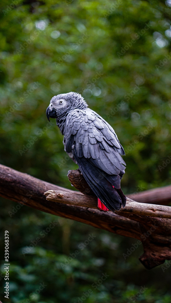 Obraz premium blue and yellow macaw