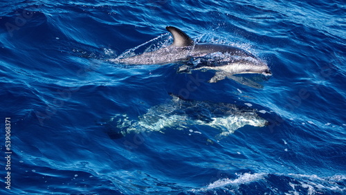 Dusky dolphins  Lagenorhynchus obscurus  in the Atlantic Ocean  off the coast of the Falkland Islands