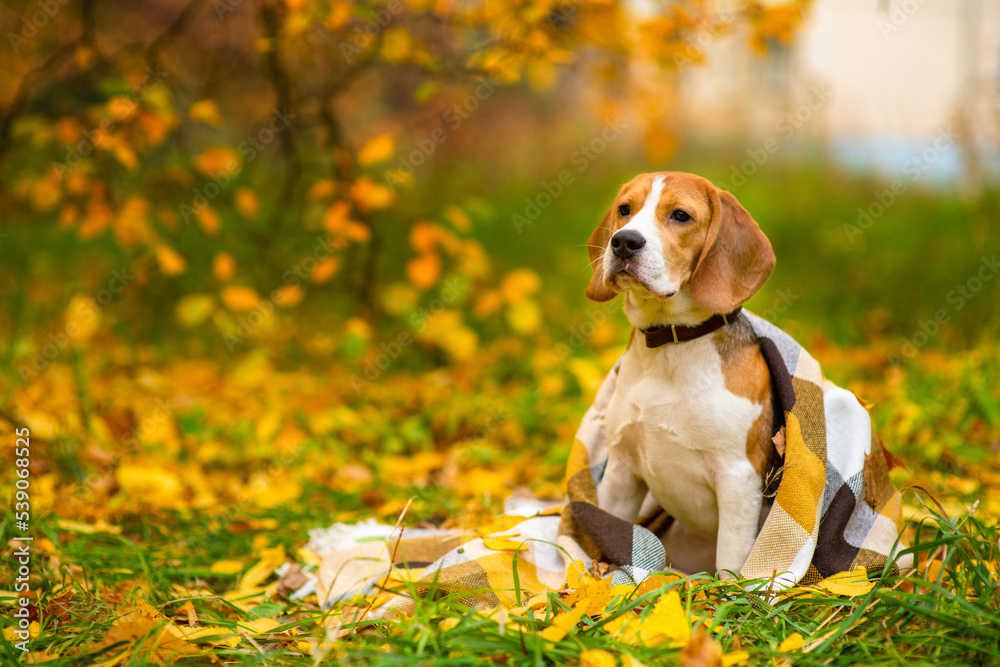 Beagle dog sitting on the grass covered with fallen leaves in the autumn park against the background of a tree with yellow leaves