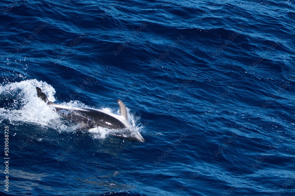 Fototapeta premium Dusky dolphin (Lagenorhynchus obscurus) in the Atlantic Ocean, off the coast of the Falkland Islands